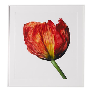 Iceland Poppy (S), Framed Photograph, 41 x 44
