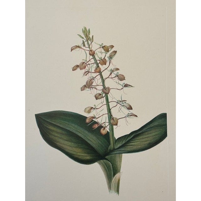 Late 19th Century Lovely 19th C. Botanical Color Print on Paper With Genus Biography - Lily Twayblade - Set of 2 For Sale - Image 5 of 6