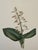Late 19th Century Lovely 19th C. Botanical Color Print on Paper With Genus Biography - Lily Twayblade - Set of 2 For Sale - Image 5 of 6