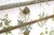 Brown Gustavian Chest with Nordens Flora by C.A.M Lindman, Sweden, 1940s For Sale - Image 8 of 11