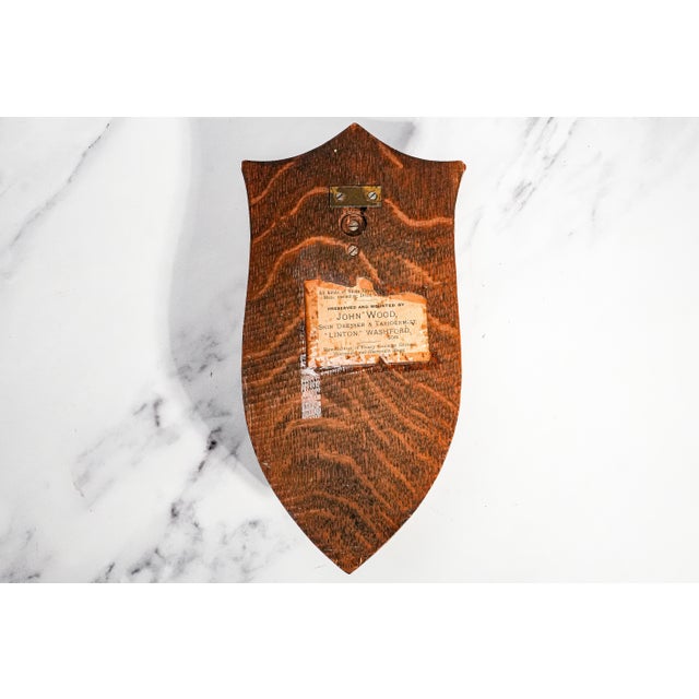 Nice Deer Hoof Wood Shield Mounted Antique English Taxidermy Hunting Trophy For Sale - Image 13 of 14