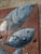 19th Century Spanish Farmhouse Gate with Marine Mural of Tuna For Sale - Image 11 of 18