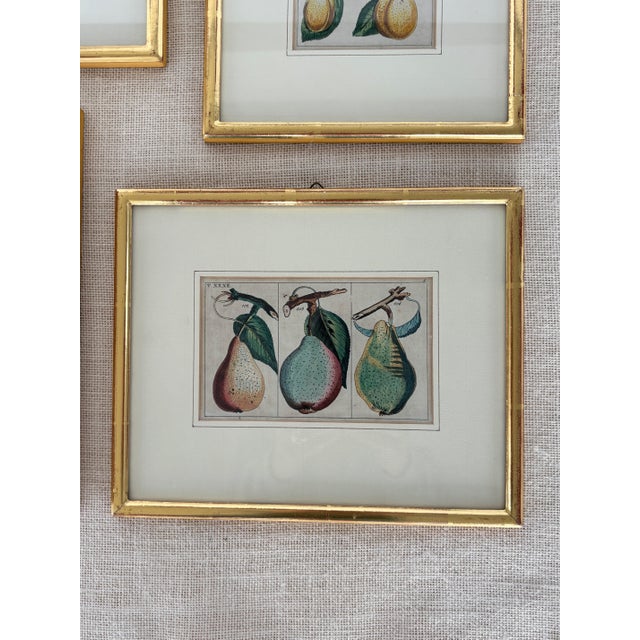 Antique White Antique German Hand Colored Botanical (Fruit) Engravings in Gilt Frames, Set of 4 For Sale - Image 8 of 12