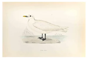 Alexander Francis Lydon, Ivory Gull, Woodcut Print, 1870