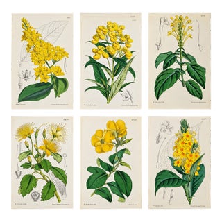 Antique Walter Hood Fitch Hand-Colored Lithograph, Curtis’s Botanical Magazine, 19th Century Six Prints! The Yellow Group For Sale