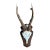 1980s Roe Deer Trophy 25 Jaw Bone Black Forest Antlers Mount For Sale