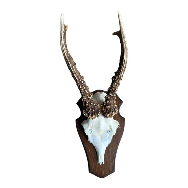 1980s Roe Deer Trophy 25 With Jaw Bone, Black Forest Antlers For Sale
