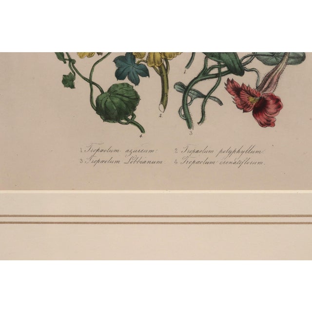 Jane Wells Loudon Botanical Prints-a Set of Six, From the Ladies' Flower-Garden For Sale - Image 13 of 15