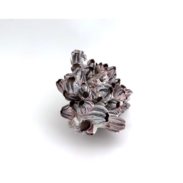 Natural Barnacles Cluster For Sale In Los Angeles - Image 6 of 7