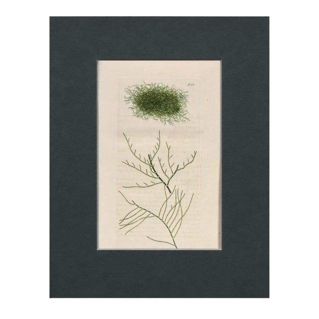 Early 19th Century Set of 6 Antique Hand-Colored Sowerby Seaweed Prints For Sale - Image 5 of 8