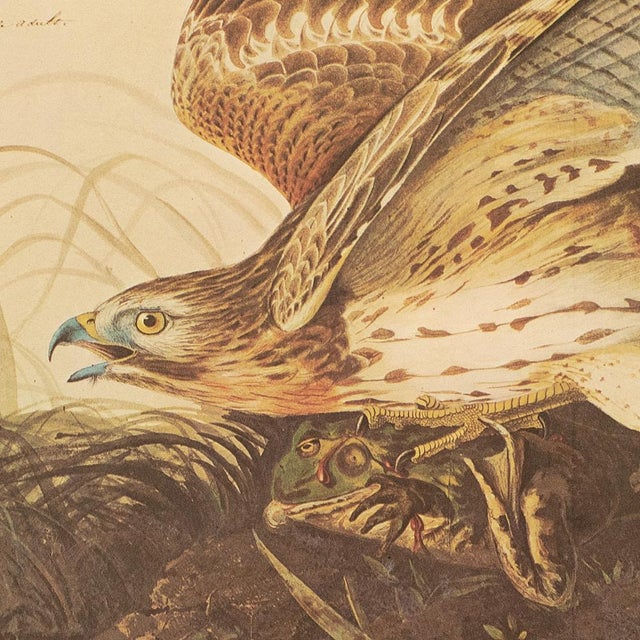 Chocolate 1966 Vintage Farmhouse Cottage XL Print "Winter Hawk & Bull Frog" After John James Audubon For Sale - Image 8 of 9