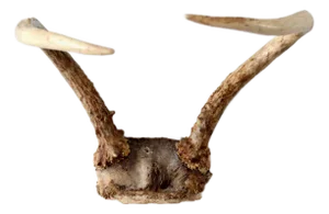 Vintage Antlers