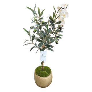 Olive Tree For Sale