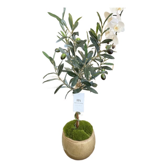 Olive Tree For Sale