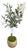 Olive Tree For Sale