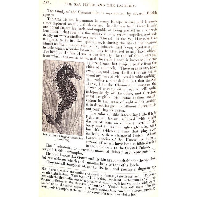 Traditional "Popular Natural History" Wood, Rev. J. G. M. A. For Sale - Image 3 of 12