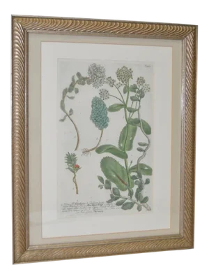 Johann Weinmann 18th Century Hand Colored Copper Plate Engraving