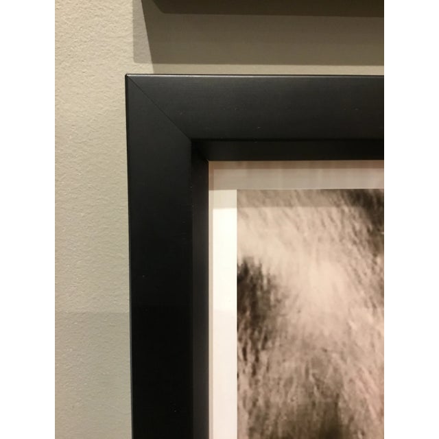 2010s Trowbridge “Tiger” Photo Triptych by Jamie Thorn Set of 3 For Sale - Image 5 of 7