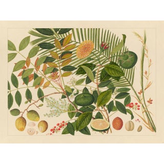 Golden Tropic Botanicals, Giclée Print #10 Reproduction For Sale