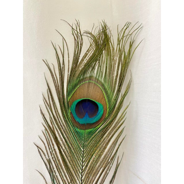 Naturally Shed Tall Peacock Feathers Set of 50 Chairish