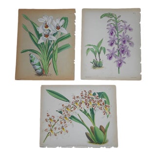 Antique 19th Century Orchid Lithographs-Set of 3 For Sale