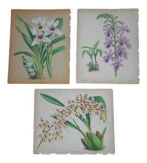 Antique 19th Century Orchid Lithographs-Set of 3