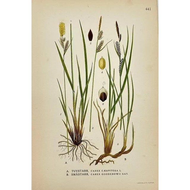 Presenting a beautifully hand-coloured set of ten antique botanical lithographs showcasing a diverse collection of grasses...