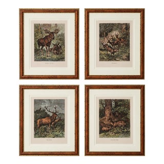 Late 19th Century Louis Prang Deer Engravings in Burl Wood Style Frames - Set of 4 For Sale