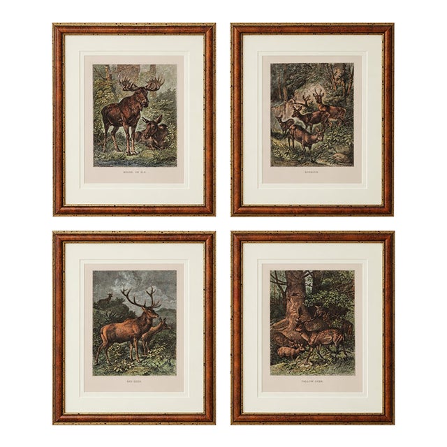 Late 19th Century Louis Prang Deer Engravings in Burl Wood Style Frames - Set of 4 For Sale
