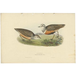 Gould, Dotterel Bird, 1832, Paper For Sale