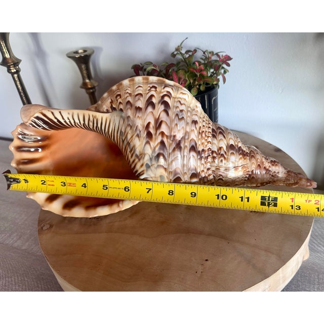 Mid 20th Century Rare 14” Giant Triton Trumpet Natural SeaShell For Sale - Image 4 of 9
