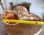 Mid 20th Century Rare 14” Giant Triton Trumpet Natural SeaShell For Sale - Image 4 of 9