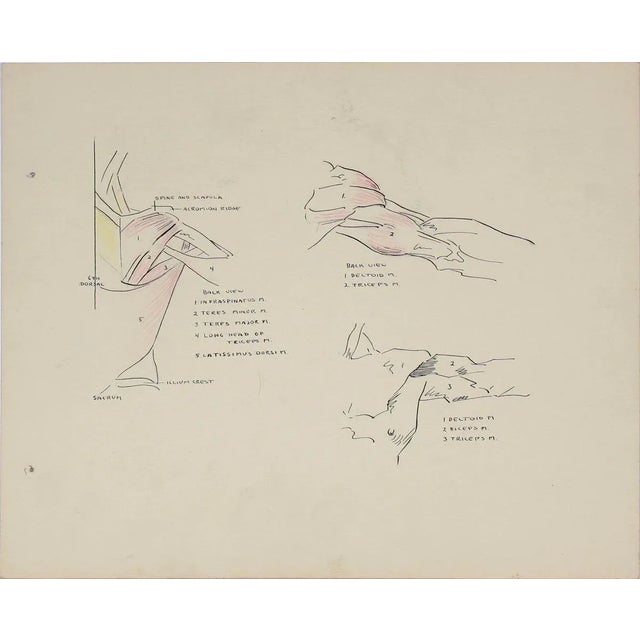 Details of the Human Shoulder 1951 Ink & Graphite For Sale