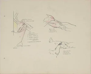 Details of the Human Shoulder 1951 Ink & Graphite