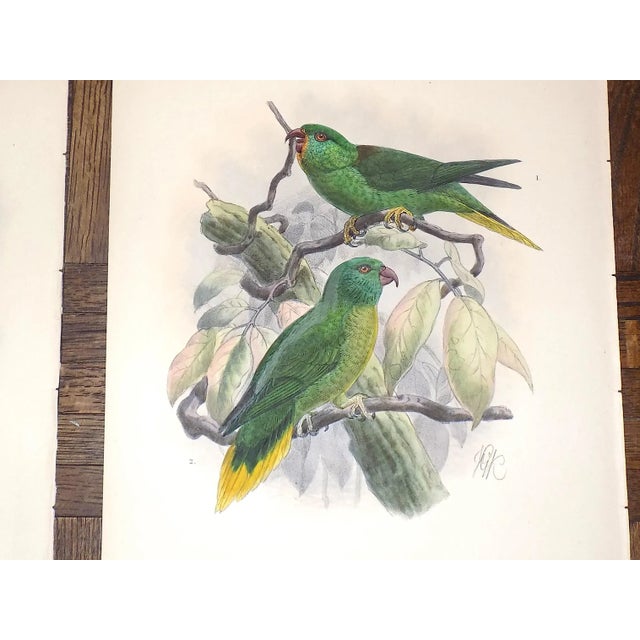 Antique 19th Century Lithographs - Parrots - Set of 3 For Sale - Image 4 of 5