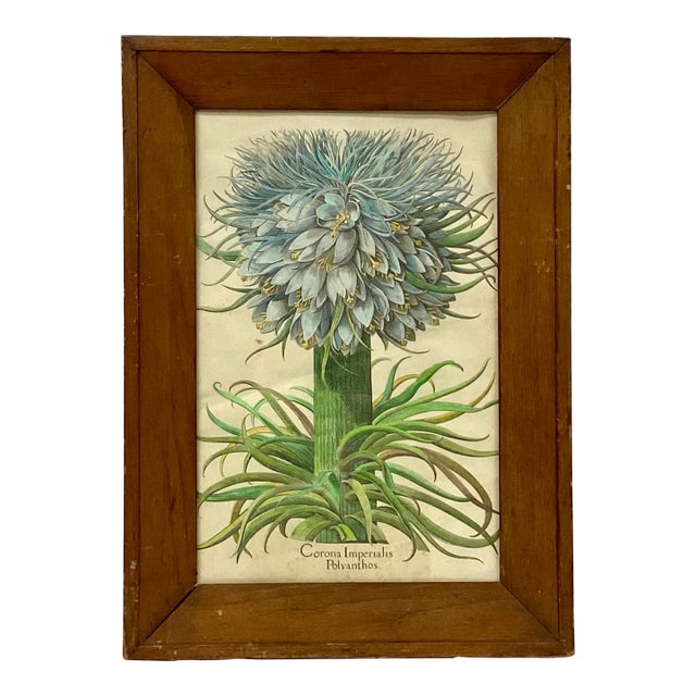 Botanical Print, Corona Imperialis Polvanthus, After Basil Besler For Sale
