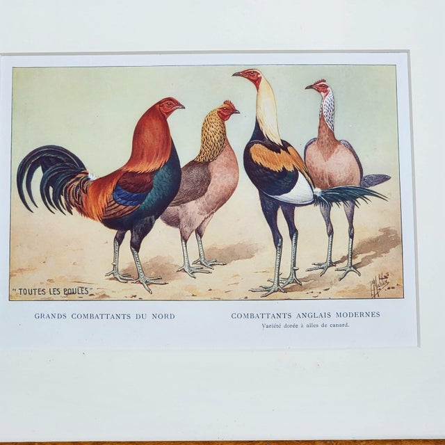 Early 20th Century Antique French Rooster & Poultry Lithographs in Burled Wood Frames – Set of 3 For Sale - Image 5 of 7