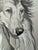 Original graphite pencil drawing by American artist and illustrator Theodore E. Schrock (1879–1952), depicting a Rough...