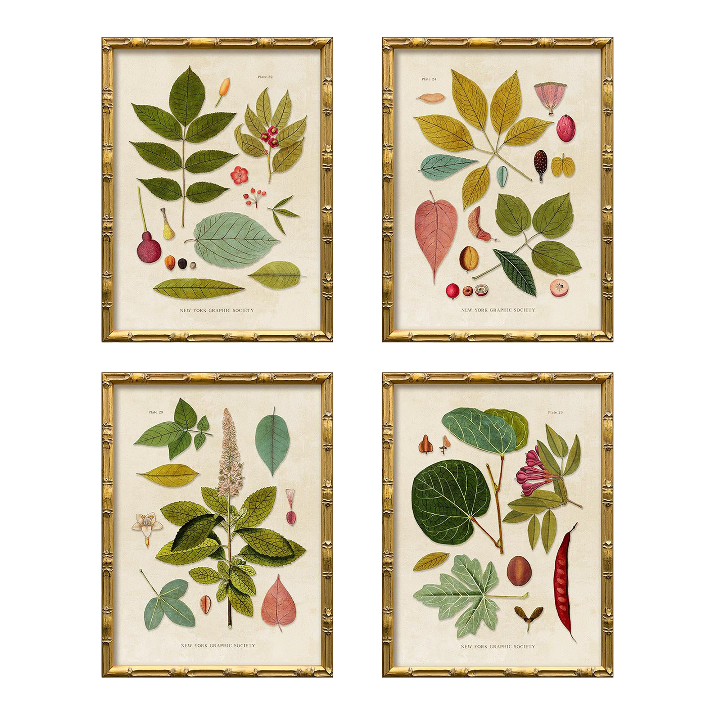 OLD MOUNTAIN × BOTANIZE KAKERUYATU Contemporary Reproduction (Set of All 4) Vintage Botanical Leaves