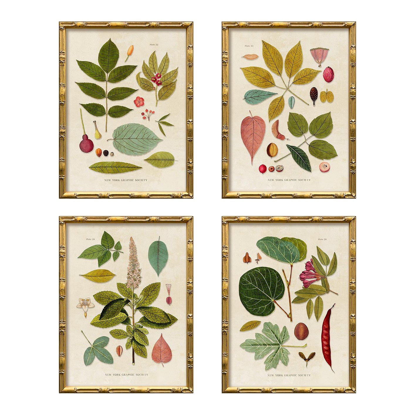 新品 Lotta × BOTANIZE GICLEE Contemporary Reproduction (Set of All 4) Vintage Botanical Leaves
