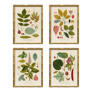 Contemporary Reproduction (Set of All 4) Vintage Botanical Leaves Art Prints, Framed
