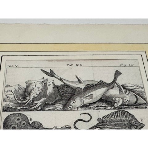 Lot of 3 Antique Italian Natural History Fish & Ray Engravings, Hand Colored, Matted For Sale - Image 10 of 14