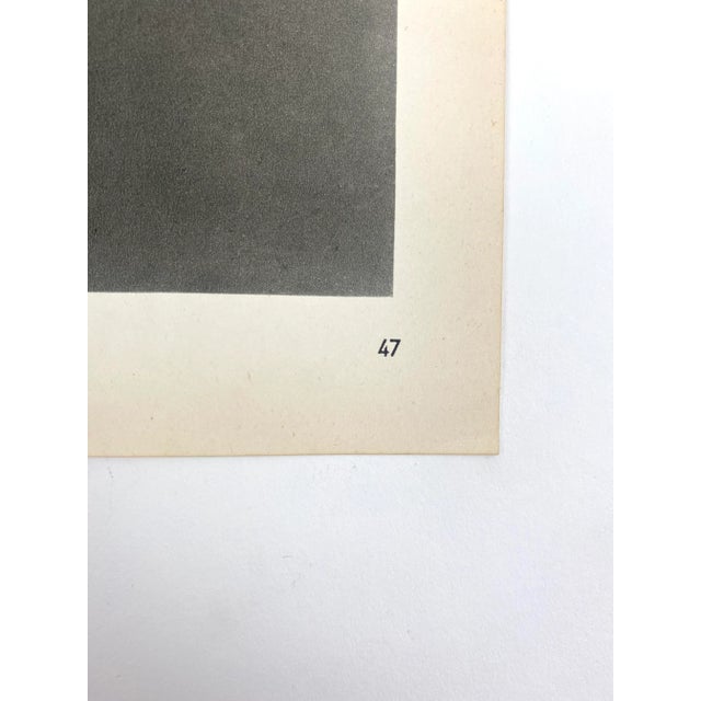 Photorealism 1940s Framed Botanical Blossfeldt Print - No. 47 For Sale - Image 3 of 5