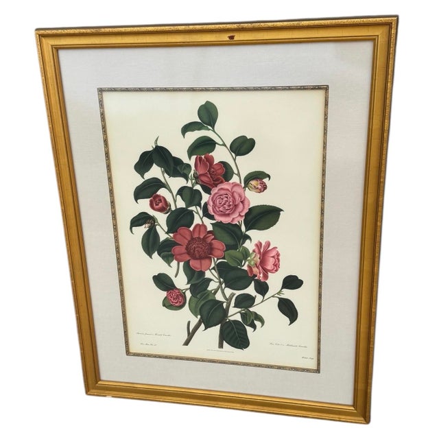 Mid 20th Century Pair of Camellia Prints From the Lithographs by Weddell After Clara Pope For Sale - Image 16 of 17