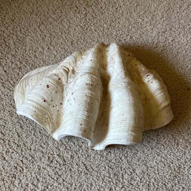 1950s 1950s Large 9 Pounds Genuine Ocean Giant Clam Shell Real Tridacna Gigas 16.5 Inch by 11” For Sale - Image 5 of 11