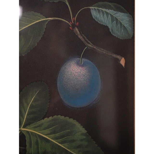 Pair of Fruit Prints by George Brookshaw For Sale - Image 12 of 14