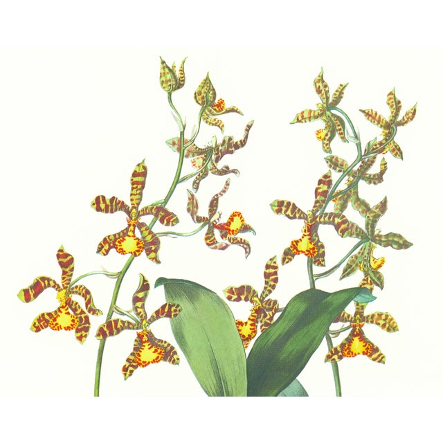 Limited edition reproduction print of one of the most famous botanical works ever produced, "The Orchidaceae of Mexico and...