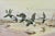 This artwork titled "Black Geese" 1934 is an original color aquatint by noted British artist Winifred Marie Louise Austen,...