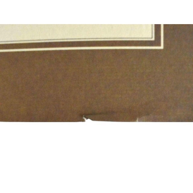 Mid 20th Century German Naturalist Illustration j.c. Susemihl Frogs and Pintail Duck Prints - Set of 3 For Sale - Image 10 of 11