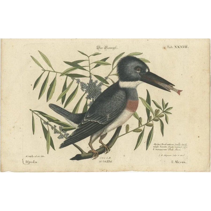 絵画J・HOOK KINGFISHER IN AN EXOTTC GARDEN 絵画J・HOOK KINGFISHER